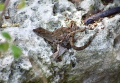 Anolis jubar oriens