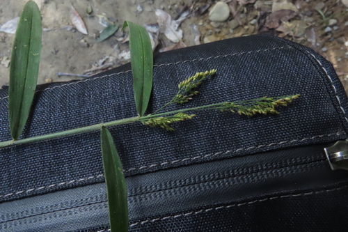 Cyrtococcum oxyphyllum observed 2026-08-21