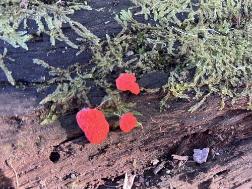 Tubifera coralloides