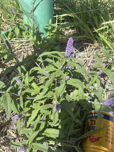 Elsholtzia densa