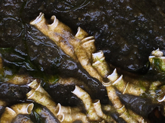 Ficopomatus enigmaticus