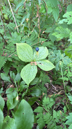 Herb Paris