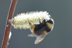 Bombus mckayi