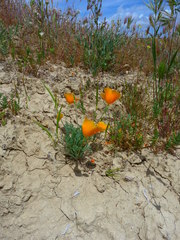 Eschscholzia lemmonii