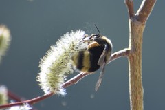Bombus mckayi