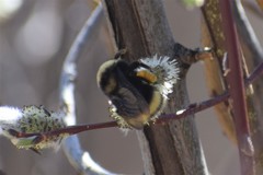Bombus mckayi