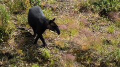 Tapirus pinchaque