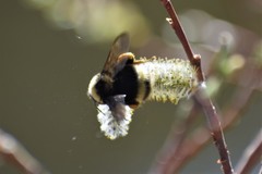 Bombus mckayi