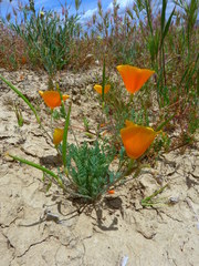 Eschscholzia lemmonii