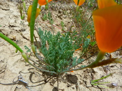 Eschscholzia lemmonii