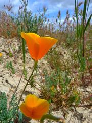 Eschscholzia lemmonii