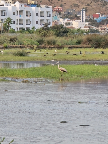 Greater Flamingo
