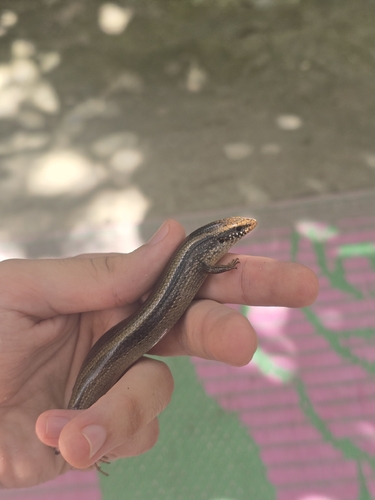 Colosi's Cylindrical Skink