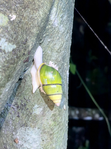 Amphidromus qiongensis