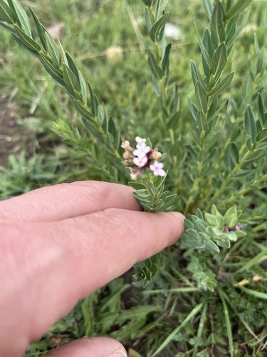 Chinese Stellera