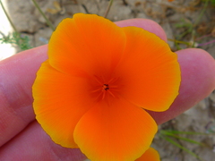 Eschscholzia lemmonii