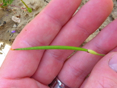 Eschscholzia lemmonii