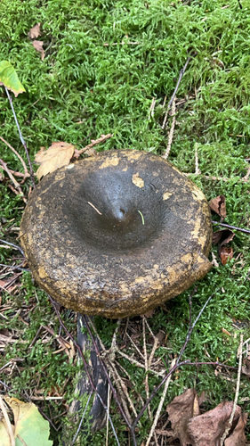 Ugly Milkcap