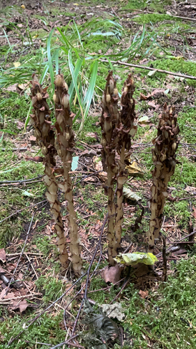 pinesap
