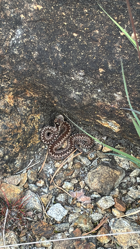 Adder