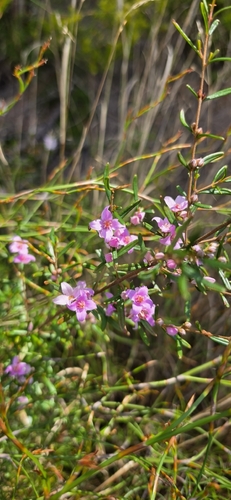 Pink Boronia