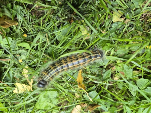 Buff-tip
