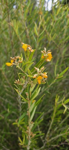 Tree Shaggy Pea