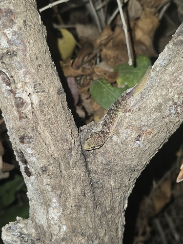Mediterranean House Gecko
