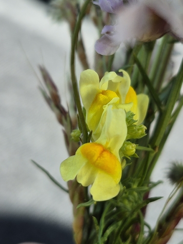 common toadflax