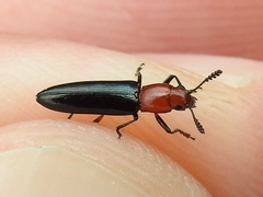 Languria laeta