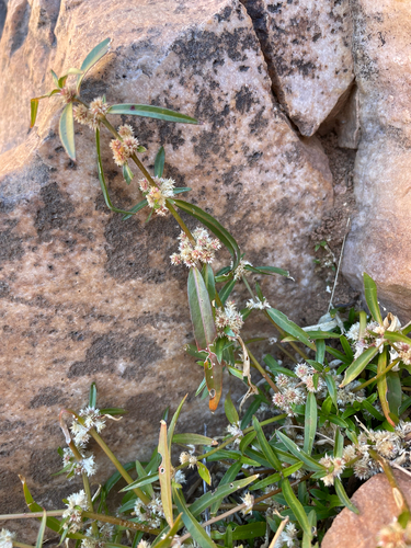 Lesser Joyweed