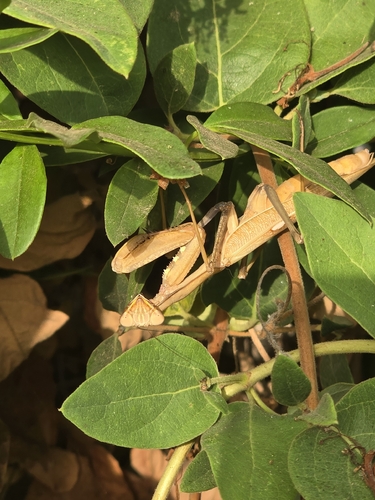 Giant African Mantis