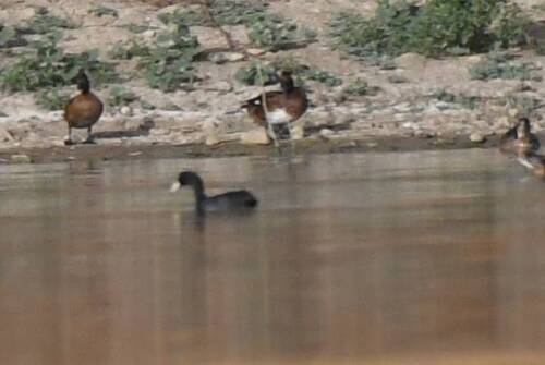 Ferruginous Duck