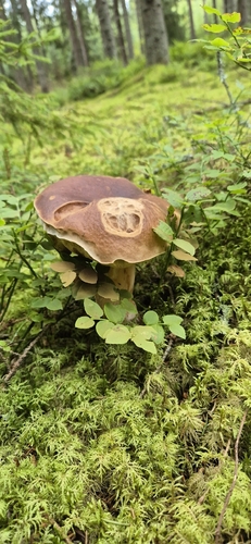 King Bolete