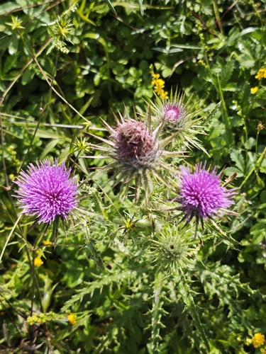 Cirsium leo