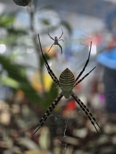 Banded Garden Spider