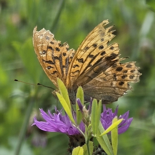 Silver-washed Fritillary