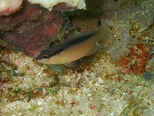Pseudochromis perspicillatus observed 2026-08-15