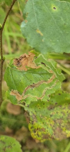 Agromyza alnibetulae