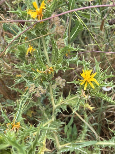 common golden thistle