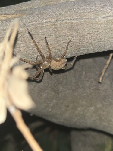 Olios argelasius