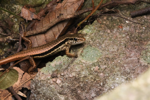 Indian Forest Skink