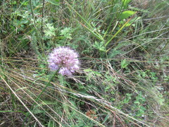 Allium splendens, photograph author not stated, no rights reserved