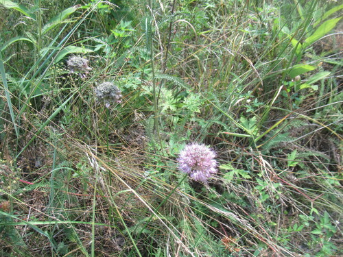 Allium splendens