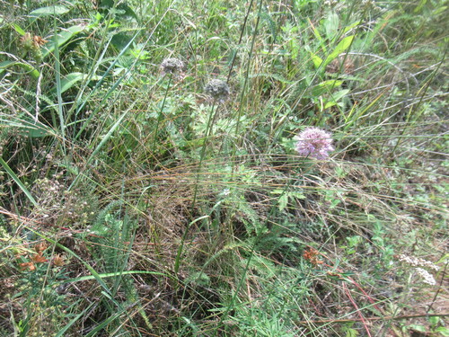 Allium splendens, photograph 3