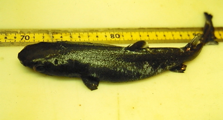 Great Lanternshark