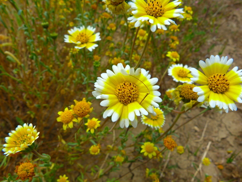 Layia munzii D.D.Keck