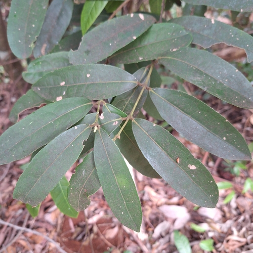 Wilkiea hugeliana