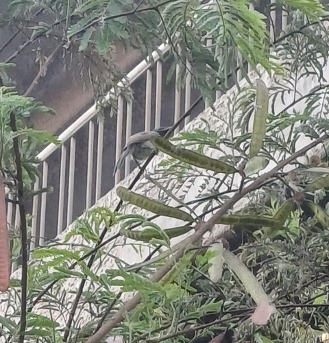 Common Bulbul