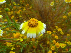 Layia munzii